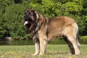 Leonberger: Leonberger dog outdoors