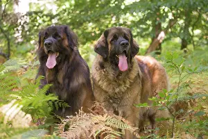 Leonberger: Leonberger dog outdoors