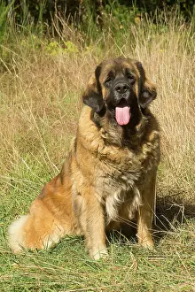 Leonberger: Leonberger dog outdoors