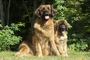 Leonberger: Leonberger dog outdoors