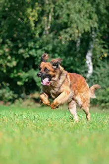 Leonberger: Leonberger dog running over a meadow Leonberger