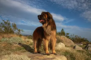 Confidence: Leonberger on duty