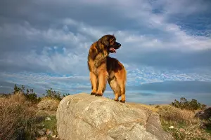 Confidence: Leonberger on duty