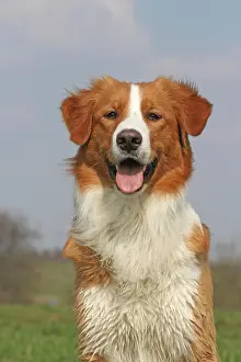 Leonberger: Leonberger-Golden Retriever hybrid, portrait Leonberger-Gold