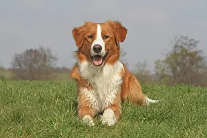 Leonberger: Leonberger-Golden Retriever hybrid, lying on a meadow