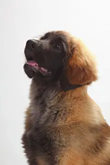 Leonberger: Leonberger, puppy, 5 months, sitting, animal portrait