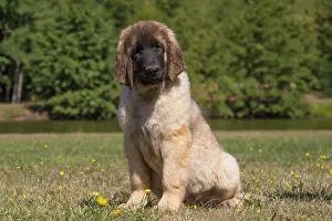 Leonberger: Leonberger puppy outdoors
