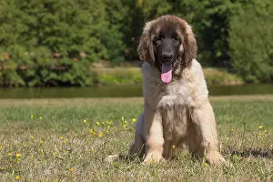 Leonberger: Leonberger puppy outdoors