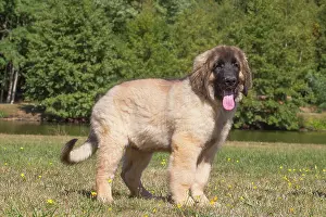 Leonberger: Leonberger puppy outdoors