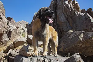 Waiting: Leonberger waiting for the mail