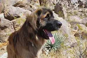 Caring: Leonbergers enjoying the high desert