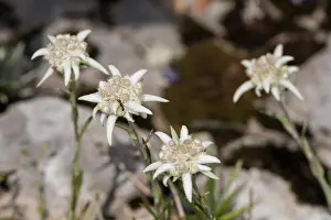 010920: Leontopodium discolor growing in mountain habitat
