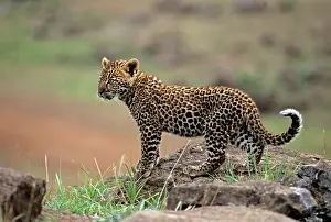 Martin Grosnick: Leopard, 2 month old cub