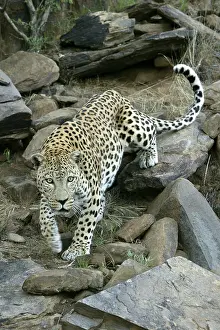 Crouching: Leopard