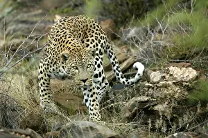Crouching: Leopard