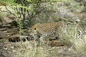 Crouching: Leopard