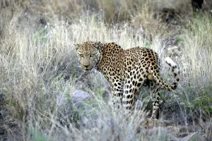 Genitalia: Leopard