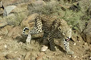Crouching: Leopard