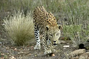 Crouching: Leopard