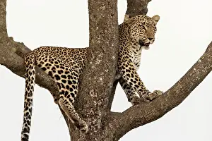 Manoj Shah: Leopard