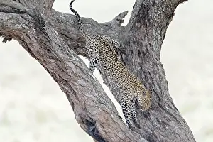 Strenght: Leopard