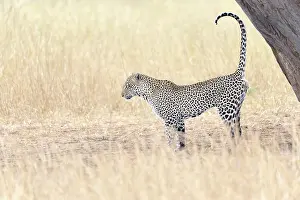 Strenght: Leopard