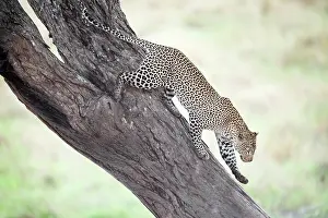 Strenght: Leopard