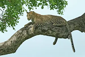 Krger: Leopard