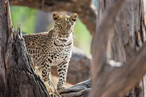 Khwai: Leopard