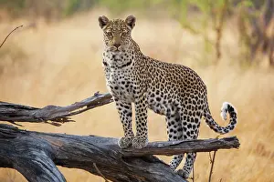 Khwai: Leopard