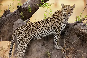 Khwai: Leopard