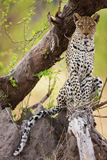 Khwai: Leopard