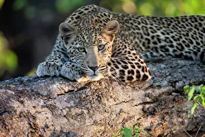 Khwai: Leopard