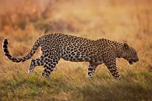 Khwai: Leopard