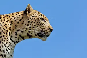 Mamal: Leopard