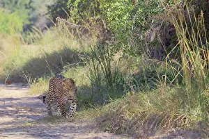 Bushveld: Leopard