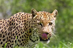 Mamal: Leopard