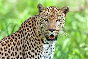 Mamal: Leopard