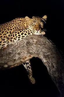 Mpumulanga: Leopard