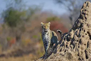 Heap: Leopard