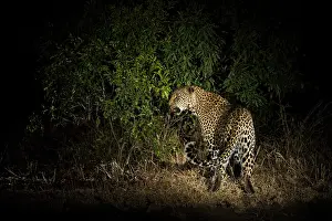 Growling: Leopard