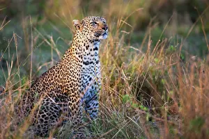Scenting: Leopard