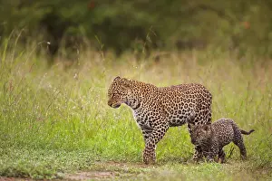 Maternal: Leopard