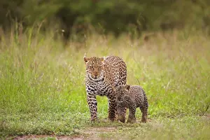 Maternal: Leopard