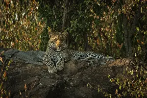 Adolescent: Leopard
