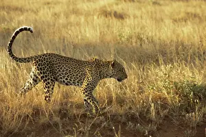 Ambush: Leopard
