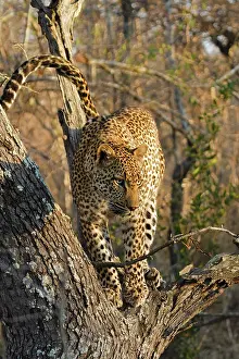 Sabi: Leopard