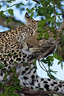 Dominance: Leopard