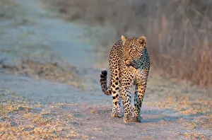 Sabi: Leopard