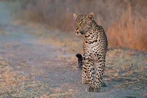 Sabi: Leopard